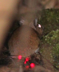 Apodemus flavicollis