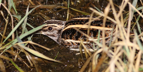 Agachadiza chica (Lymnocryptes minimus)