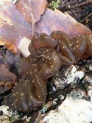 Auricularia auricula-judae