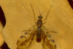 Sylvicola undulatus