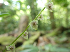 Stelis argentata