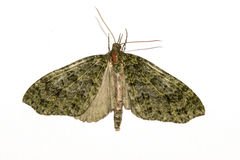 Tatosoma monoviridisata
