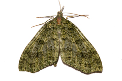 Tatosoma monoviridisata