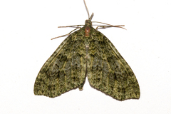 Tatosoma monoviridisata