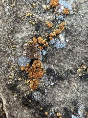 Endocarpon pallidulum