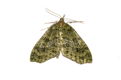 Tatosoma monoviridisata
