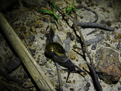 Helicarion cuvieri