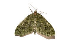Tatosoma monoviridisata