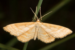 Idaea ochrata