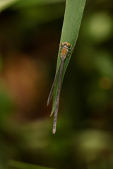 Pseudagrion aureofrons