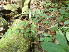 Stelis argentata