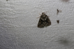 Polyclysta hypogrammata