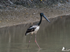 Ephippiorhynchus asiaticus