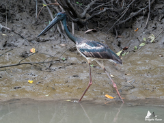 Ephippiorhynchus asiaticus
