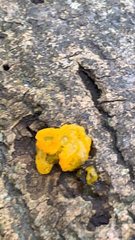 Tremella mesenterica