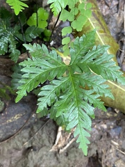 Doryopteris concolor