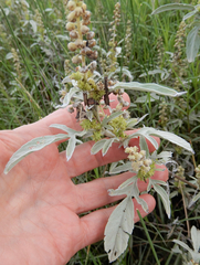 Ambrosia grayi