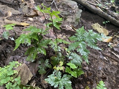 Doryopteris concolor