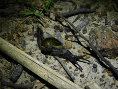Helicarion cuvieri