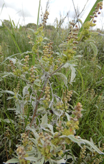 Ambrosia grayi
