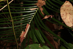 Macrozamia lucida