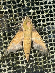 Xylophanes chiron