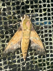 Xylophanes chiron