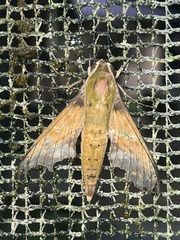 Xylophanes chiron