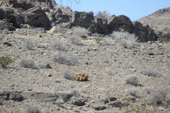 Echinocereus engelmannii
