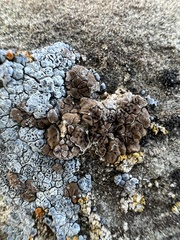 Endocarpon pallidulum