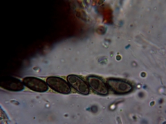 Hypoxylon rubiginosum