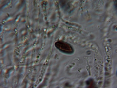 Hypoxylon rubiginosum