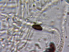 Hypoxylon rubiginosum