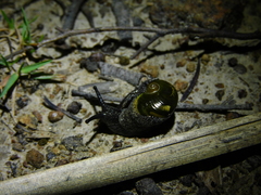 Helicarion cuvieri