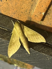 Pachylioides resumens