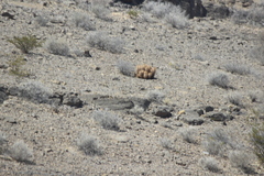 Echinocereus engelmannii