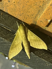 Pachylioides resumens