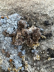 Endocarpon pallidulum