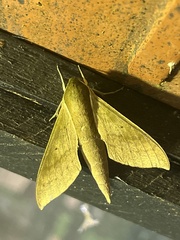 Pachylioides resumens