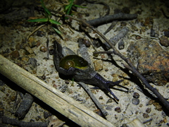 Helicarion cuvieri