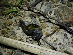 Helicarion cuvieri