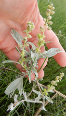 Ambrosia grayi