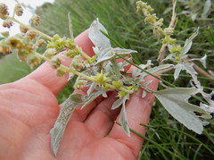 Ambrosia grayi