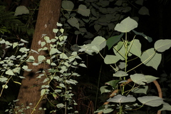 Homalanthus stillingiifolius