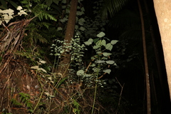 Homalanthus populifolius
