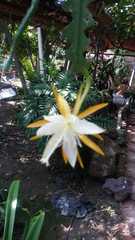 Disocactus anguliger