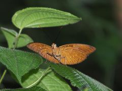 Lexias dirtea