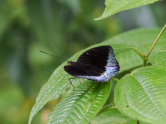 Lexias dirtea