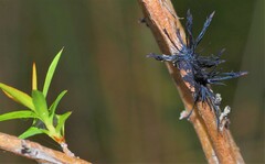 Septobasidium clelandii