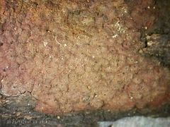 Hypoxylon rubiginosum